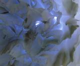 Abstract background made from extreme close up view of carnation lit in the middle by blue light