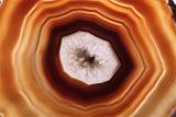 Background with overhead view of tree rings colored orange, brown and yellow with a white middle