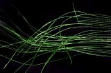 Abstract background composed of green wires glowing against pitch black