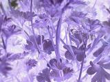 Close up on negative exposure of parsley plant leaves and stems in purple with copy space