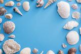 pretty marine or nautical shell frame or border with assorted seashells on a blue background with central copy space
