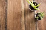 Two small potted succulents on a wooden background viewed top down with copy space