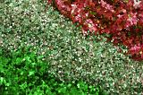 three rows of glitter in red silver and green diagonal stripes