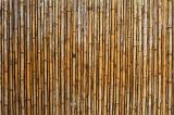 Tropical nature theme full frame background of tall bamboo reed fence with copy space