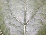 Top down macro detail view on veins in dark green plant leaf with bright highlights