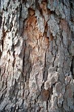 flaking bark tree texture