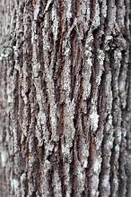 oak tree bark surface