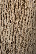 oak tree bark surface texture