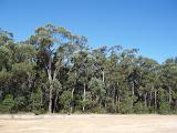Australian bush with a dense temperate eucalyptus or gum tree plantation in arid terrain, landscape view of nature
