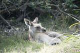 Dozing grey kangaroo lying sunning itself in long grass in Australia, profile view