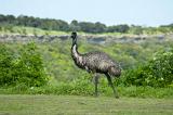 A single, wild Australian emu walking on the grass fairway of a golf course.