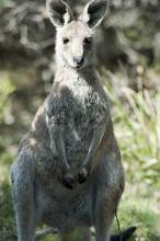A portrait of a cute wild grey kangaroo with ears standing and facing towards the camera.