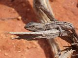 Lizard clinging to a dried tree branch sunning itself in the sun to raise its body temperature, close up side view of the head and upper body