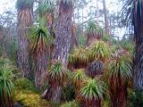 cold climate rainforest plants in tasmania, australia