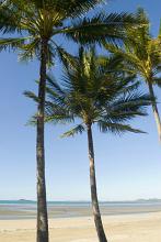 A classic tropical scene of an empty beach and palm trees on a clear blue summer day in Australia.