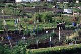 The nation of gardners: View over a communal plot with individual allotments for growing flowers and vegetables in England