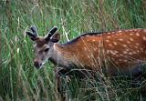 Young buck spotted fallow or white tailed deer with growing antlers walking through long grass