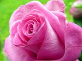 Close up texture of the perfect petals of a fragrant beautiful vibrant pink rose symbolic of love for Valentines or an anniversary