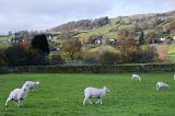 Scenic English landscape with scattered homesteads on rolling hills and a flock of sheep grazing in a lush green pasture