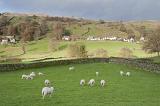 Sheep grazing in rolling English countryside in a lush pasture bounded by dry-stone walls in the Lake District in Cumbria