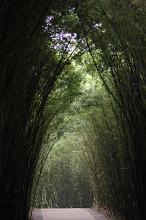 Bamboo arches as a tall plantation of bamboo arch over a forest walk under the green leaves, receding perspective
