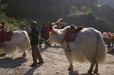 a market in china with two white long haired ox