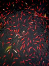 Overhead view of lots of of colorful golden goldfish in a pond congregating in the water as they swim around
