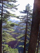 Fir or pine trees growing in a plantation in a dense evergreen forest in a nature an forestry background