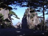 Sugar pine trees on the Huangshan yellow mountain range in China in a scenic landscape view with rocky pinnacles rising straight up from the vegetation below