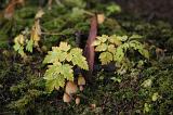 Nature Close Up of Tiny Wild Mushrooms Growing on Lush Forest Floor Amongst Carpet of Moss and Fresh Young Green Plant Shoots