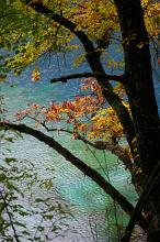 Tranquil Scenic Nature Detail of Tree with Colorful Autumn Leaves on Bank of River with Turquoise Water