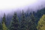 Nature background of evergreen coniferous trees on a mountain shrouded in dense mist