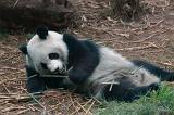 Black and white panda, symbolic of China, lying on the ground eating bamboo shoots