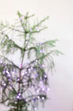defocused background of a christmas tree with purple twinkling lights