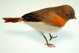 Full Length Profile View of Imitation Decorative Song Bird Used in Crafts and Displays, Standing on White Background