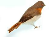 Little robin red breast stuffed plush toy or Christmas decoration, a favourite British songbird