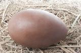 Whole chocolate Easter Egg unwrapped with smooth plain surface on straw.
