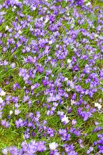 Beautiful carpet of blue flowering spring crocuses in amongst green grass