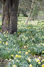 Carpet of cheerful yellow daffodils amongst the woodland tress in spring