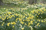 Background of flowering yellow daffodils in spring amongst green grass in woodland.