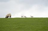 Grazing sheep with young lambs on the skyline of a lush green spring pasture