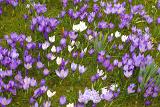 Springtime flowering of the beautiful blue and white crocus bulbs in grassy meadow..