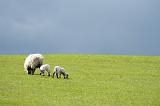 A mother ewe grazing with her twin lambs in lush green pasture.