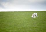 Cute Spring Lamb. Cute little spring lamb grazing in a lush pasture all by itself, copyspace.