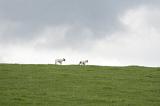 Two playful lambs running along the top of a hill against a cloudy sky
