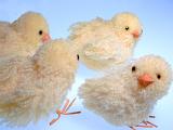 decorative brood of spring chickens made from wool