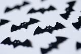 flying black bats on a white background