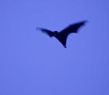 black bat on blue sky with blurred flapping rings
