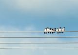 8 small birds perched on a power line, huddled together preening each other