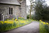 a small rural village church, path lined with daffodils